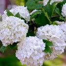 Pg Pee Gee Hydrangea Shrub Bush 12" Tall Seedling Live Plant 4" Pot Indoor Outdoor Garden Gardening Pg Pee Gee Hydrangea Shrub Bush 12" Tall Seedling Live Plant 4" Pot Indoor Outdoor Garden Gardening