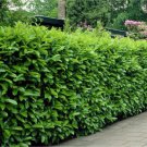 10 Carolina Cherry Laurel Shrubs Hedges Trees 6-12" Tall Live Plants 3" Pots Indoor Outdoor Garden G