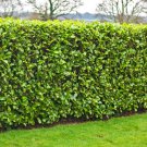 5 Carolina Cherry Laurel Shrubs Hedges Trees 8-12" Tall Live Plants 3" Pots Indoor Outdoor Garden Ga