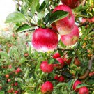 Pink Lady Apple Tree 24-36" Tall Live Plant Malus Domestica Cripps Pink Indoor Outdoor Garden Garden Pink Lady Apple Tree 24-36" Tall Live Plant Malus Domestica Cripps Pink Indoor Outdoor Garden Garden