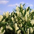 Otto Luyken Laurel Shrub Bush Hedge 3-6" Tall Seedling Live Plant Indoor Outdoor Garden Gardening