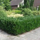 20 Otto Luyken Laurel Shrubs Bushes Hedges 3-6" Tall Seedlings Live Plants Indoor Outdoor Garden Gar 20 Otto Luyken Laurel Shrubs Bushes Hedges 3-6" Tall Seedlings Live Plants Indoor Outdoor Garden Gar