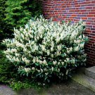 3 Otto Luyken Laurel Shrubs Trees Hedges Bushes 3-6" Tall Live Plants Indoor Outdoor Garden Gardenin 3 Otto Luyken Laurel Shrubs Trees Hedges Bushes 3-6" Tall Live Plants Indoor Outdoor Garden Gardenin