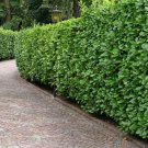 Carolina Cherry Laurel Shrub Hedge 8-12" Tall Seedling Live Plant 3" Pot Indoor Outdoor Garden Garde