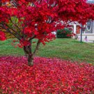 Red Maple Tree 24-36" Tall Live Plant 2-3 Foot Tall Seedling Acer Rubrum Indoor Outdoor Garden Garde Red Maple Tree 24-36" Tall Live Plant 2-3 Foot Tall Seedling Acer Rubrum Indoor Outdoor Garden Garde