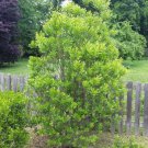 Bayberry Shrub Bush Hedge 8-12" Tall Seedling Live Plant 4" Pot Indoor Outdoor Garden Gardening
