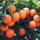 Sugar Belle Orange Tangerine Tree 26-30" Live Citrus Plant Mandarin Hybrid Indoor Outdoor Garden Gar
