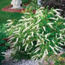 2 Henrys Garnet Shrubs Virginia Sweetspire 12" Tall Live Plants 4" Pots Indoor Outdoor Garden Garden