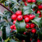 2 Dragon Lady Holly Shrubs Bushes Trees 6" Tall Seedlings Live Plants 3" Pots Indoor Outdoor Garden 