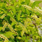 Henrys Garnet Shrub Bush Virginia Sweetspire 12" Tall Live Plant 4" Pot Indoor Outdoor Garden Garden