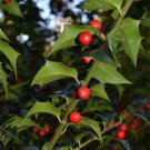 Dragon Lady Holly Shrub Bush Tree 6-12" Tall Seedling Live Plant 3" Pot Indoor Outdoor Garden Garden Dragon Lady Holly Shrub Bush Tree 6-12" Tall Seedling Live Plant 3" Pot Indoor Outdoor Garden Garden