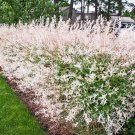 2 Dappled Willow Trees Shrubs 6-12" Tall Seedlings Live Plants 25" Pots Indoor Outdoor Garden Garden 2 Dappled Willow Trees Shrubs 6-12" Tall Seedlings Live Plants 25" Pots Indoor Outdoor Garden Garden