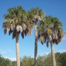 Cabbage Palm Trees 8-10" Tall Seedlings Year Old Live Plants Sabal Palmetto Indoor Outdoor Garden Ga