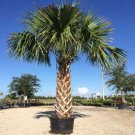 10 Cabbage Palm Trees 5-7" Tall 6 Month Old Live Plants Sabal Palmetto Indoor Outdoor Garden Gardeni