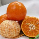 Mandarin Uf 3-13-51 Tree 26-30" Tall Live Plant Sugar Belle Murcott Hybrid Indoor Outdoor Garden Gar