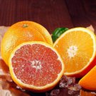 Dwarf Cara Cara Red Navel Orange Tree 26-30" Tall Live Citrus Plant Gal Pot Indoor Outdoor Garden Ga Dwarf Cara Cara Red Navel Orange Tree 26-30" Tall Live Citrus Plant Gal Pot Indoor Outdoor Garden Ga