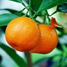 Nules Clementine Tree 26-30" Tall Live Plant Gallon Pot Grafted Citrus Indoor Outdoor Garden Gardeni