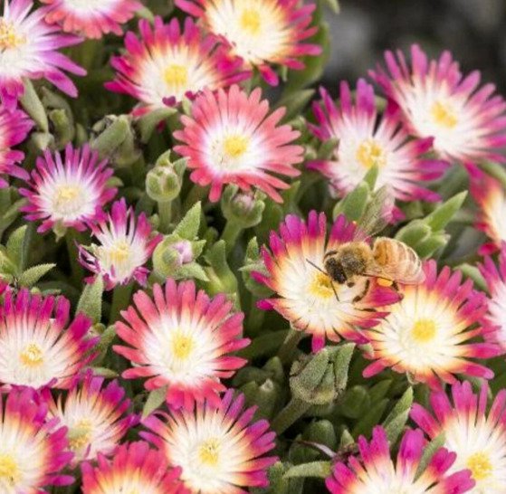 3 Jewel Of Desert Ruby Ice Plants Live Flowers 35 Pots Delosperma