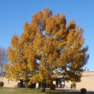 Sawtooth Oak Tree 24-36" Tall Live Plant Bareroot Quercus Acutissima Indoor Outdoor Garden Gardening