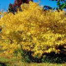 Northern Spicebush Shrub Bush 12-18" Tall Live Plant 4" Pot Lindera Benzoin Indoor Outdoor Garden Ga