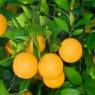 Dwarf Hamlin Sweet Orange Tree 26-30" Tall Live Citrus Plant Gallon Pot Indoor Outdoor Garden Garden