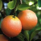 Flame Grapefruit Tree 26-30" Tall Live Citrus Plant Gallon Pot Grafted Indoor Outdoor Garden Gardeni Flame Grapefruit Tree 26-30" Tall Live Citrus Plant Gallon Pot Grafted Indoor Outdoor Garden Gardeni