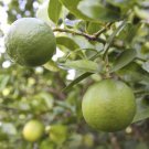 Thornless Mexican Key Lime Tree 26-30" Tall Live Citrus Plant Gallon Pot Indoor Outdoor Garden Garde