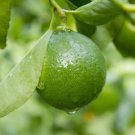Dwarf Mexican Key Lime Tree 26-30" Tall Live Citrus Plant Gallon Pot Indoor Outdoor Garden Gardening