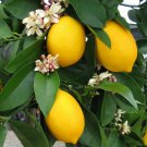 Meyer Lemon Tree 26-30" Tall Live Fruit Plant Gallon Pot Citrus × Meyeri Indoor Outdoor Garden Gard Meyer Lemon Tree 26-30" Tall Live Fruit Plant Gallon Pot Citrus × Meyeri Indoor Outdoor Garden Gard
