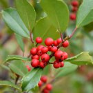 Greenleaf American Holly Tree Shrub Bush 18-24" Tall Gallon Pot Live Plant Indoor Outdoor Garden Gar