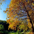 Bald Cypress Tree 2-3 Foot Tall Live Plant 24-36" Tall Seedling Potted Indoor Outdoor Garden Gardeni Bald Cypress Tree 2-3 Foot Tall Live Plant 24-36" Tall Seedling Potted Indoor Outdoor Garden Gardeni