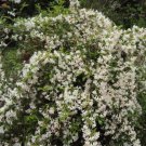White Weigela Rounded Shrub 6-12" Tall Plant 4" Pot Weigela Florida White Indoor Outdoor Garden Gard White Weigela Rounded Shrub 6-12" Tall Plant 4" Pot Weigela Florida White Indoor Outdoor Garden Gard