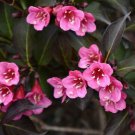 Wine & Roses Shrub 6-12" Tall Live Plant Qt Pot Weigela Florida Alexandra Indoor Outdoor Garden Gard Wine & Roses Shrub 6-12" Tall Live Plant Qt Pot Weigela Florida Alexandra Indoor Outdoor Garden Gard