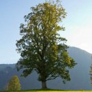 Silver Maple Tree 12-18" Tall Live Plant Quart Pot Acer Saccharinum Indoor Outdoor Garden Gardening Silver Maple Tree 12-18" Tall Live Plant Quart Pot Acer Saccharinum Indoor Outdoor Garden Gardening