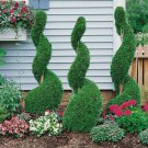 3 Emerald Green Arborvitae Trees Shrubs 12-18" Tall Live Plants 25" Pots Indoor Outdoor Garden Garde 3 Emerald Green Arborvitae Trees Shrubs 12-18" Tall Live Plants 25" Pots Indoor Outdoor Garden Garde