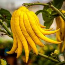 Buddhas Hand Fingered Citron Tree 12-15" Tall Live Citrus Plant 5" Pot Indoor Outdoor Garden Gardeni Buddhas Hand Fingered Citron Tree 12-15" Tall Live Citrus Plant 5" Pot Indoor Outdoor Garden Gardeni