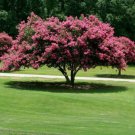 2 Mixed Crape Myrtle Shrubs Trees18-24" Tall Plants Lagerstroemia Indica Rosea Indoor Outdoor Garden 2 Mixed Crape Myrtle Shrubs Trees18-24" Tall Plants Lagerstroemia Indica Rosea Indoor Outdoor Garden