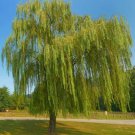 Weeping Willow Tree 24-36" Tall Live Plant Bareroot Salix Babylonica Indoor Outdoor Garden Gardening Weeping Willow Tree 24-36" Tall Live Plant Bareroot Salix Babylonica Indoor Outdoor Garden Gardening