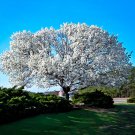 White Flowering Dogwood Tree 16-24" Tall Live Plant Quart Pot Cornus Florida Indoor Outdoor Garden G