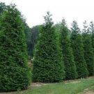 25 Thuja Green Giant Arborvitae Trees Live Plants 25" Pots Fast Growing Indoor Outdoor Garden Garden 25 Thuja Green Giant Arborvitae Trees Live Plants 25" Pots Fast Growing Indoor Outdoor Garden Garden