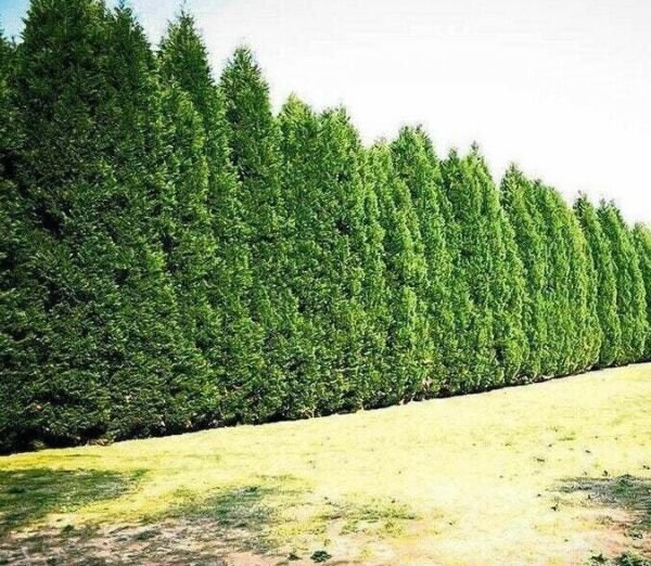 10 Leyland Cypress Trees 8-14