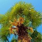 25 Windmill Palm Tree Seedlings 6-12" Tall Live Plants Trachycarpus Fortunei Indoor Outdoor Garden G 25 Windmill Palm Tree Seedlings 6-12" Tall Live Plants Trachycarpus Fortunei Indoor Outdoor Garden G