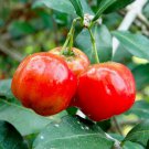 2 Barbados Cherry Acerola Trees 3-6" Tall Live Plants Malpighia Emarginata Indoor Outdoor Garden Gar