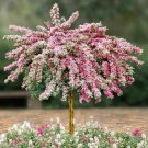 Variegated Weigela Bush Shrub 6-12" Tall Live Plant Outdoor Garden Potted Indoor Outdoor Garden Gard