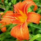 50 Orange Daylily Plants Ditch Tawny Day Lily Flowers Medium Roots Bareroot Indoor Outdoor Garden Ga