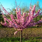 2 Pink Flowering Almond Trees Shrubs 6-12" Tall Live Plants Prunus Triloba Indoor Outdoor Garden Gar