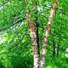 3 River Birch Trees 18-24" Tall Live Plants Bareroot Betula Nigra Indoor Outdoor Garden Gardening 3 River Birch Trees 18-24" Tall Live Plants Bareroot Betula Nigra Indoor Outdoor Garden Gardening