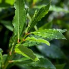 6 Bay Leaf Trees 3-6" Tall Live Plants Sweet Bay Laurel Laurus Nobilis Indoor Outdoor Garden Gardeni 6 Bay Leaf Trees 3-6" Tall Live Plants Sweet Bay Laurel Laurus Nobilis Indoor Outdoor Garden Gardeni