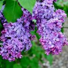 Common Lilac Shrub Bush 10-14" Tall Seedlings Live Plants Syringa Vulgaris Indoor Outdoor Garden Gar Common Lilac Shrub Bush 10-14" Tall Seedlings Live Plants Syringa Vulgaris Indoor Outdoor Garden Gar
