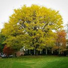 Thornless Honey Locust Tree 24-36" Tall Live Plant Bare Root Outdoor Indoor Outdoor Garden Gardening